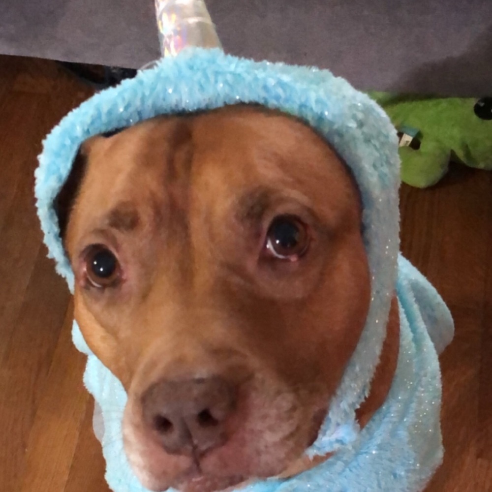 Narwhal XXL Halloween Costume